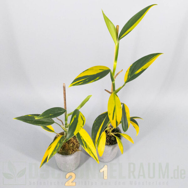 Scindapsus coriaceus variegata