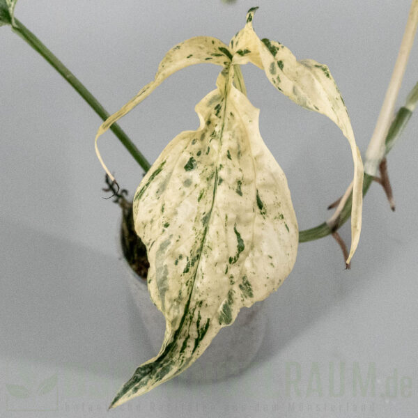 Amydrium zippelianum variegata