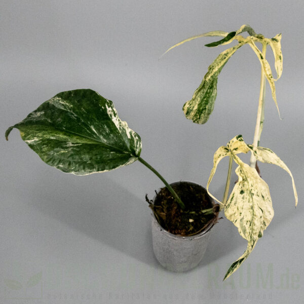 Amydrium zippelianum variegata