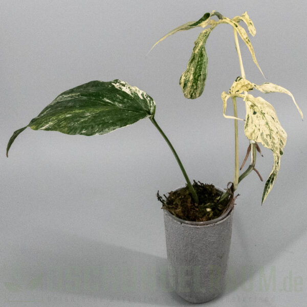 Amydrium zippelianum variegata