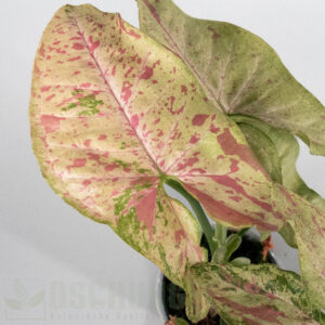 Syngonium confetti tricolor