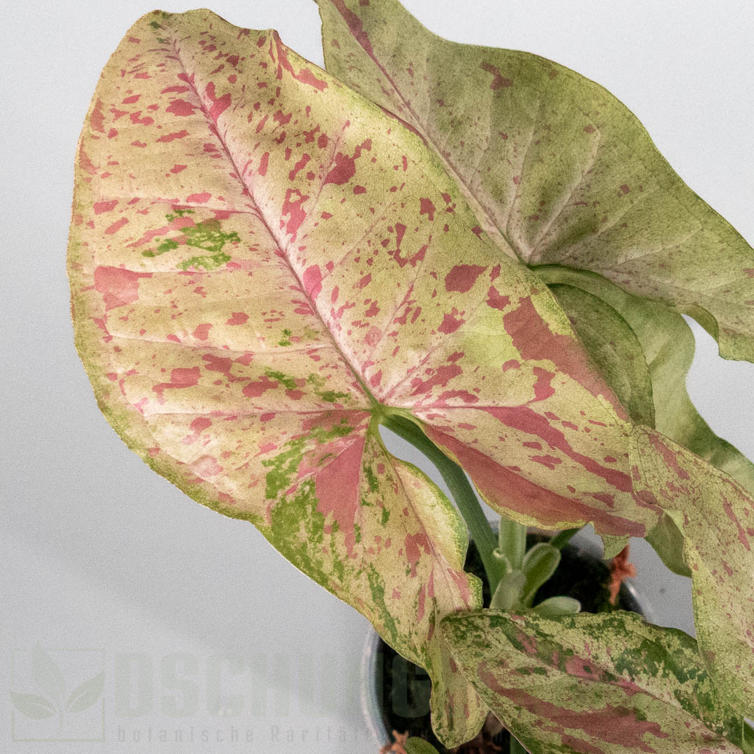 Syngonium confetti tricolor