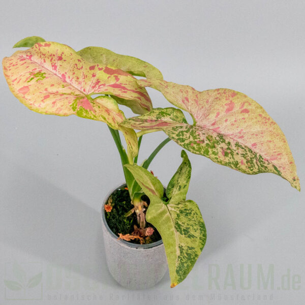 Syngonium confetti tricolor