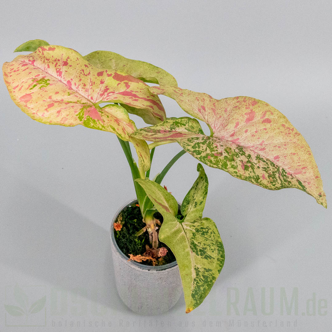 Syngonium confetti tricolor