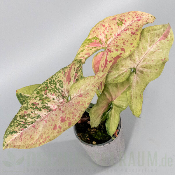 Syngonium confetti tricolor