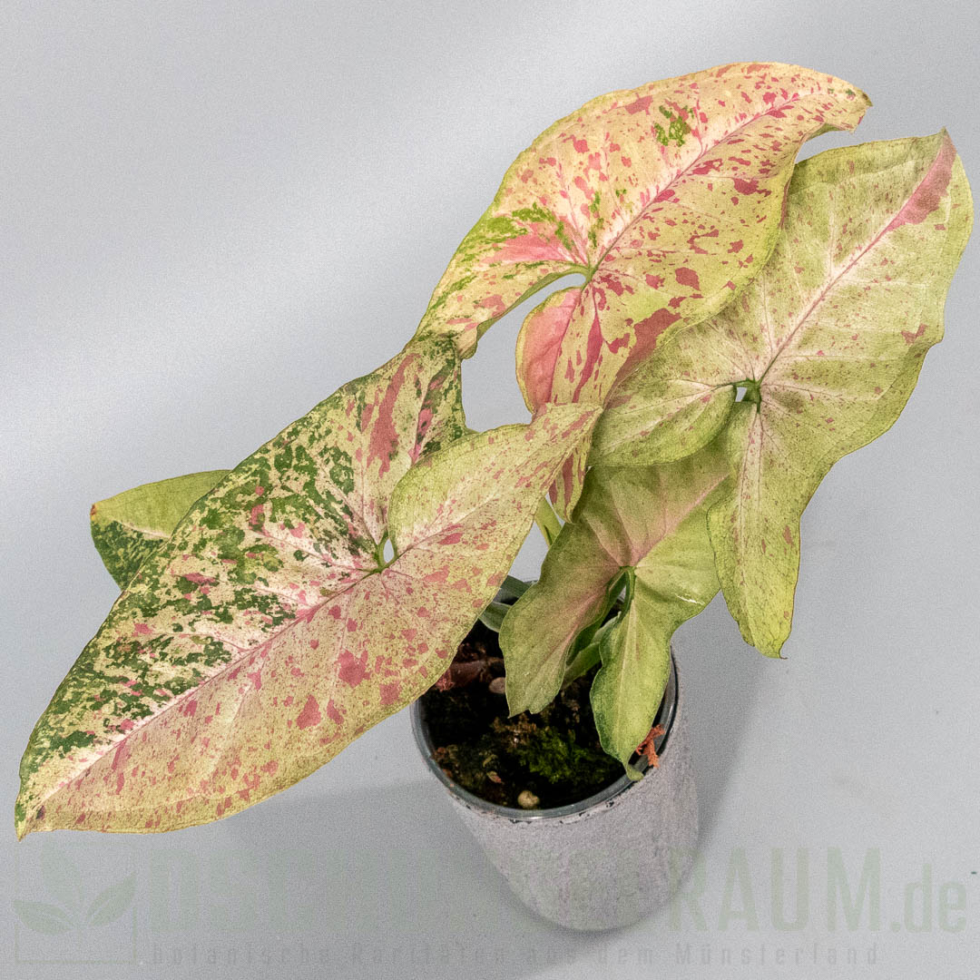 Syngonium confetti tricolor