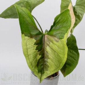 Syngonium brown lava