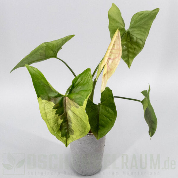 Syngonium brown lava