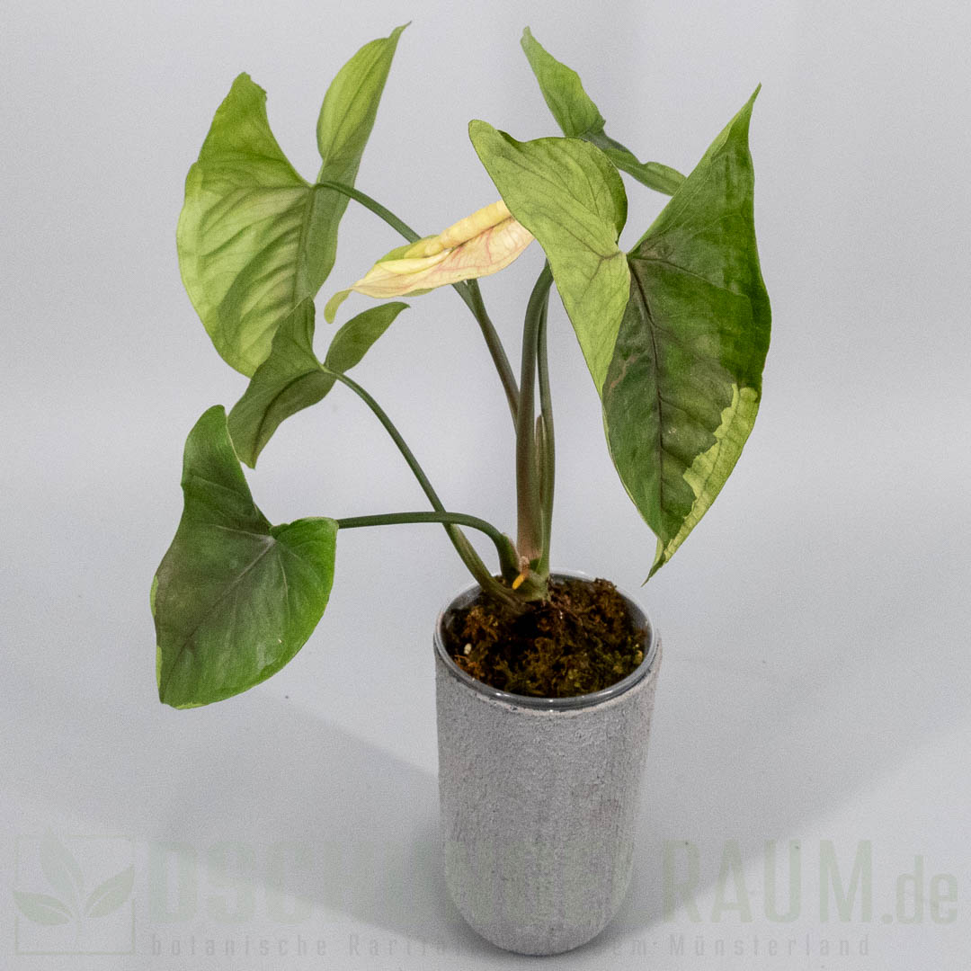 Syngonium brown lava