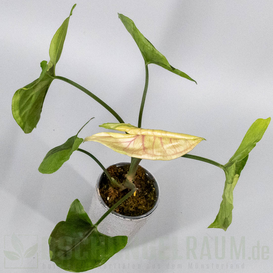 Syngonium brown lava