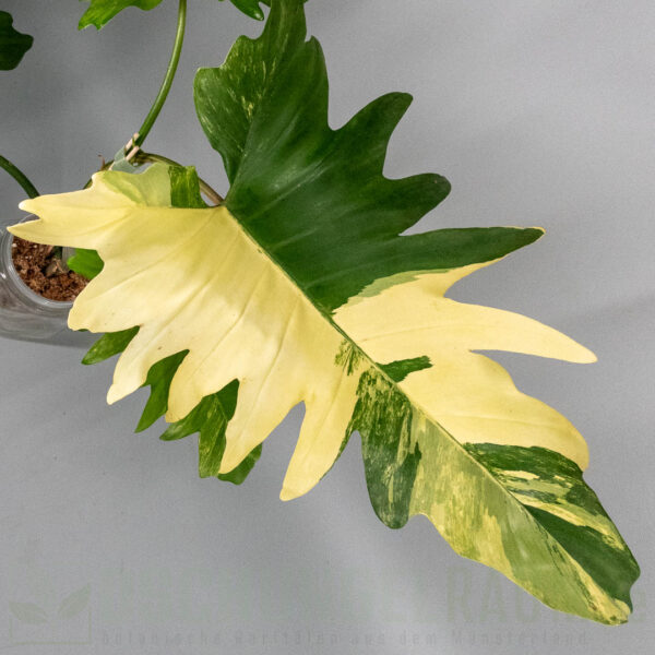 Philodendron florida beauty x mayoi variegata