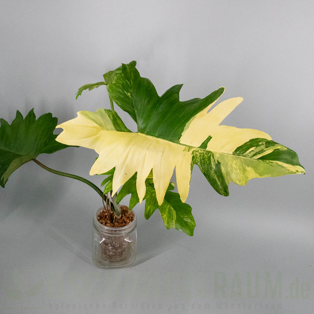 Philodendron florida beauty x mayoi variegata