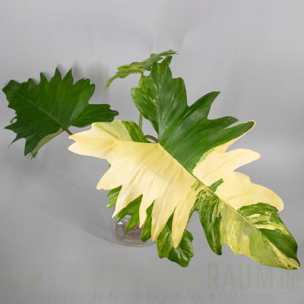 Philodendron florida beauty x mayoi variegata