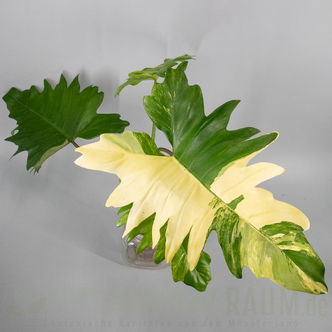 Philodendron florida beauty x mayoi variegata