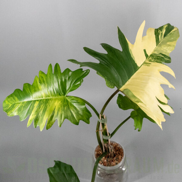 Philodendron florida beauty x mayoi variegata
