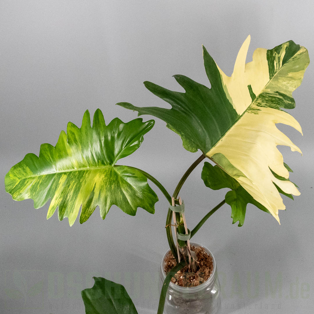 Philodendron florida beauty x mayoi variegata