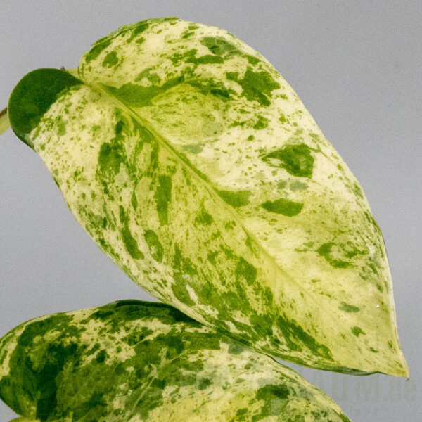 Epipremnum aureum asaoka japan global tricolor
