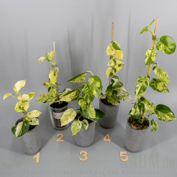 Epipremnum aureum asaoka japan global tricolor
