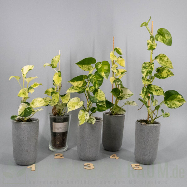Epipremnum aureum asaoka japan global tricolor