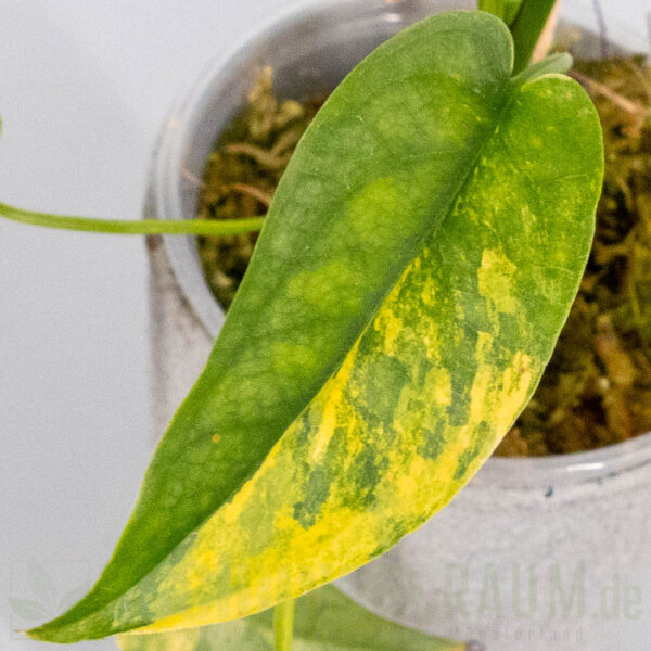 Monstera siltepecana aurea