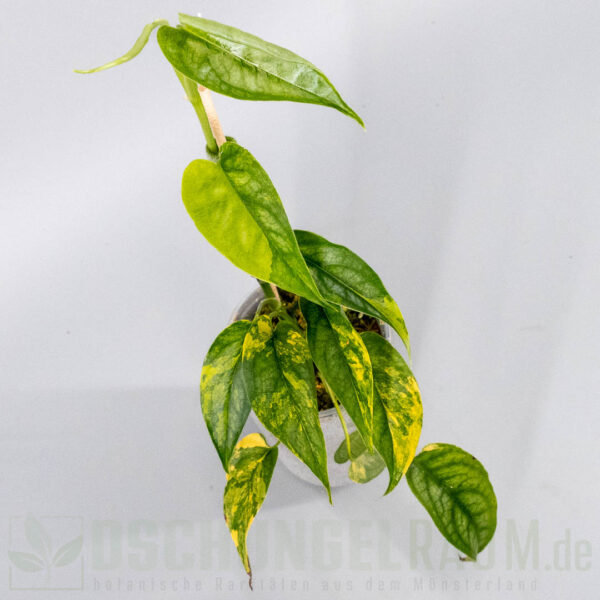 Monstera siltepecana aurea