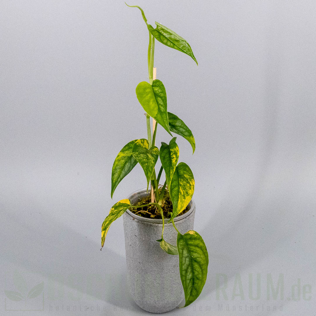 Monstera siltepecana aurea