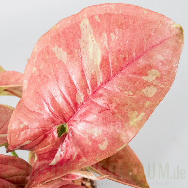 Syngonium pink aura