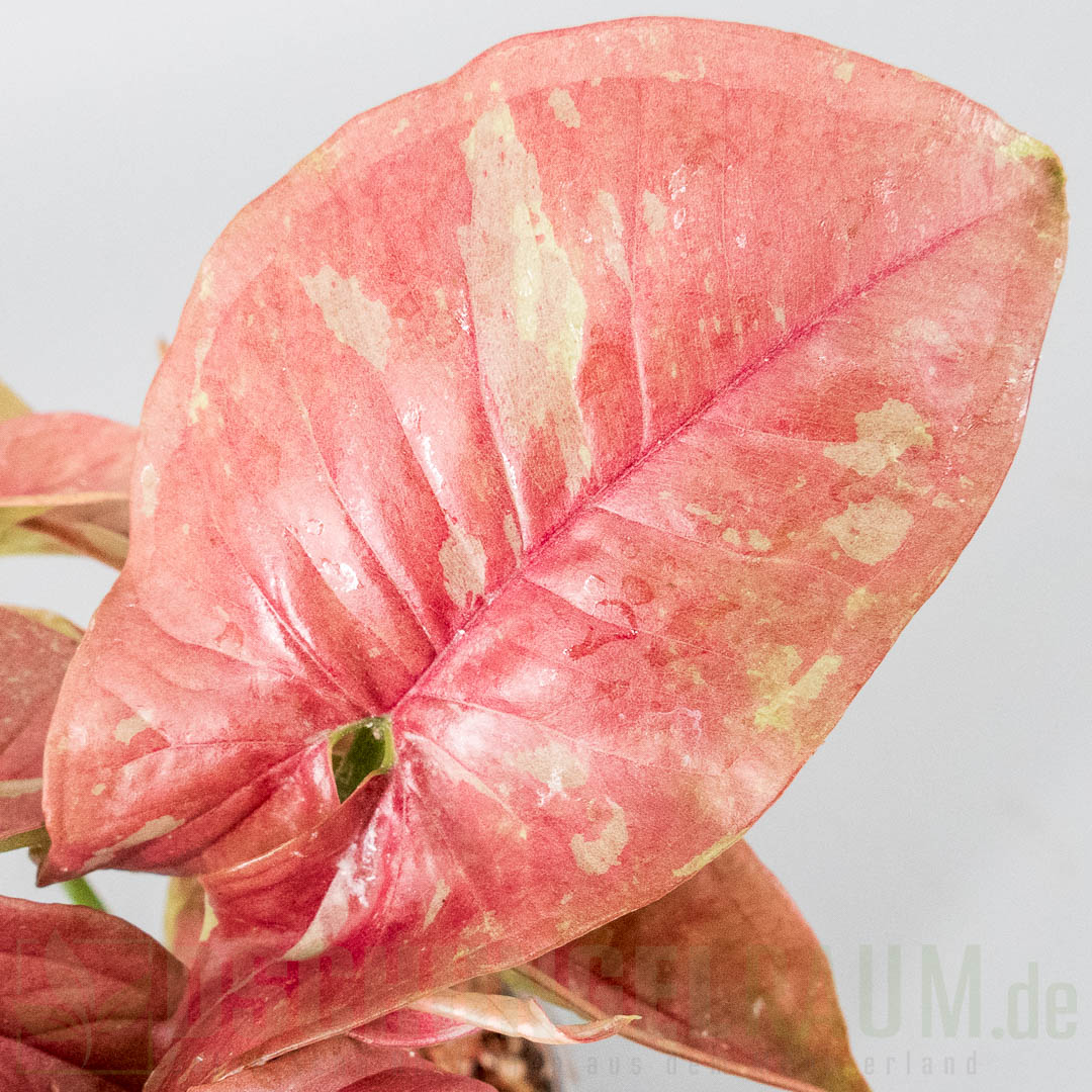 Syngonium pink aura