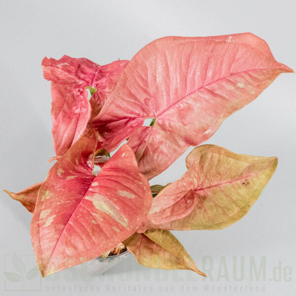 Syngonium pink aura