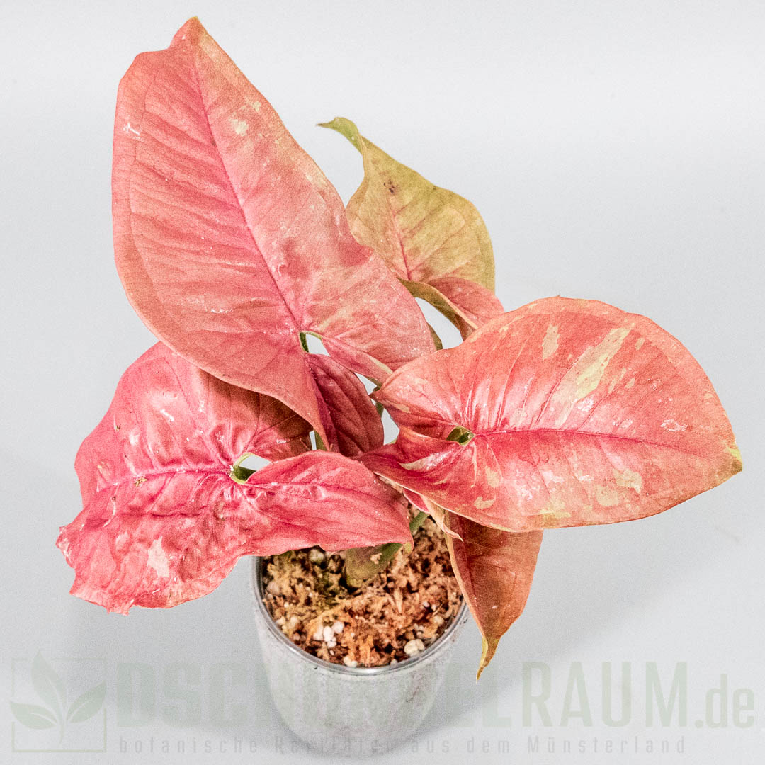 Syngonium pink aura