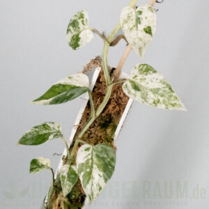m cebu blue marble mint variegata