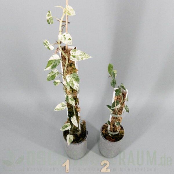 m cebu blue marble mint variegata