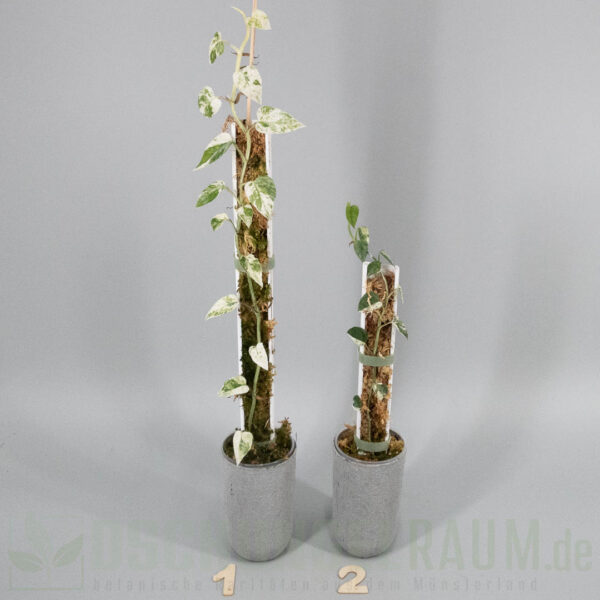 m cebu blue marble mint variegata
