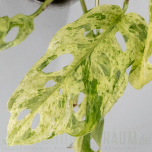 Monstera acuminata aff frozen
