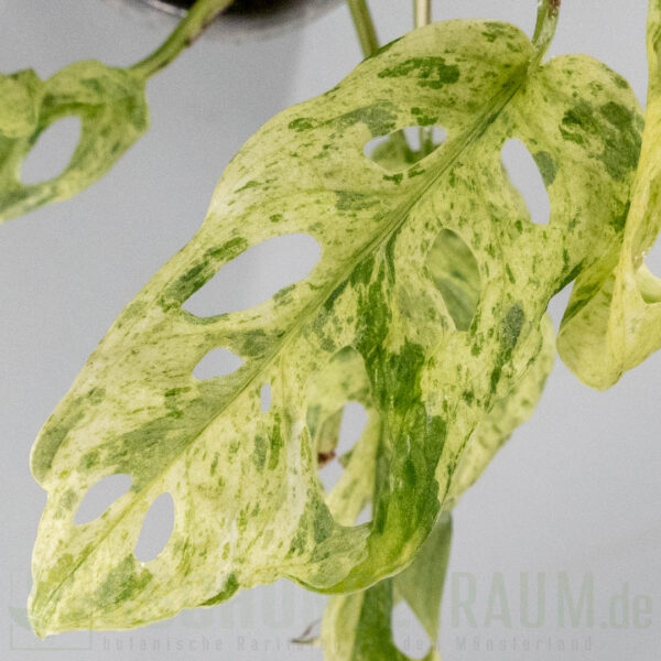 Monstera acuminata aff frozen