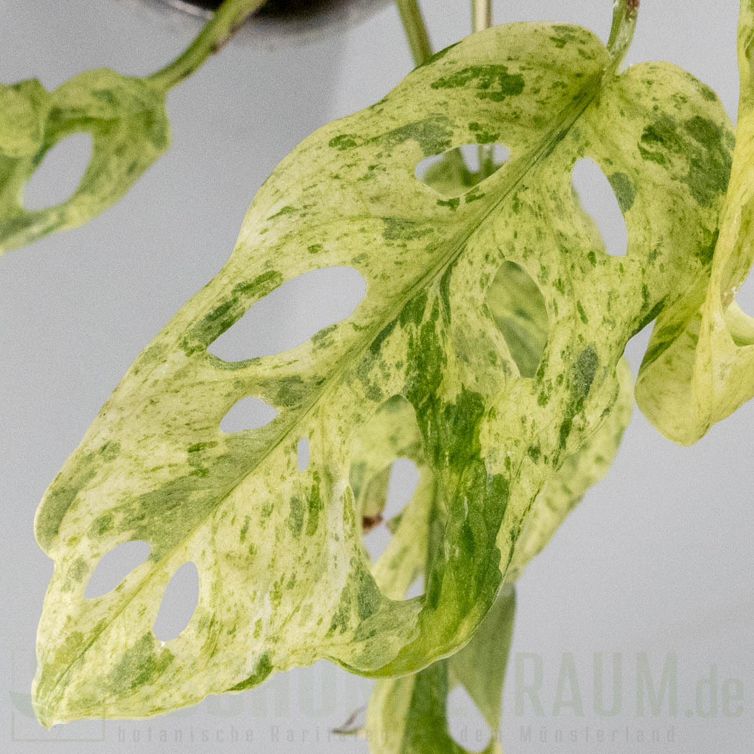 Monstera acuminata aff frozen