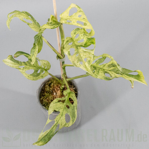 Monstera acuminata aff frozen