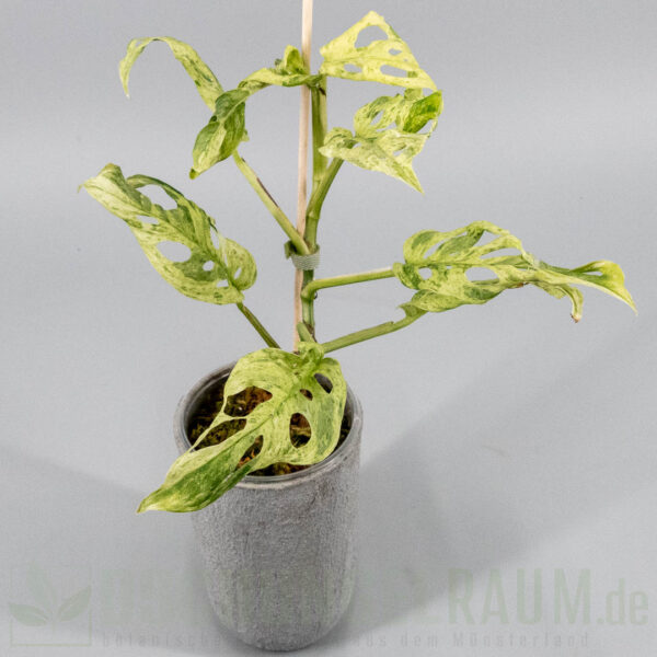 Monstera acuminata aff frozen