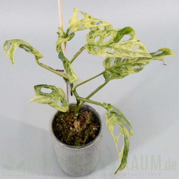 Monstera acuminata aff frozen
