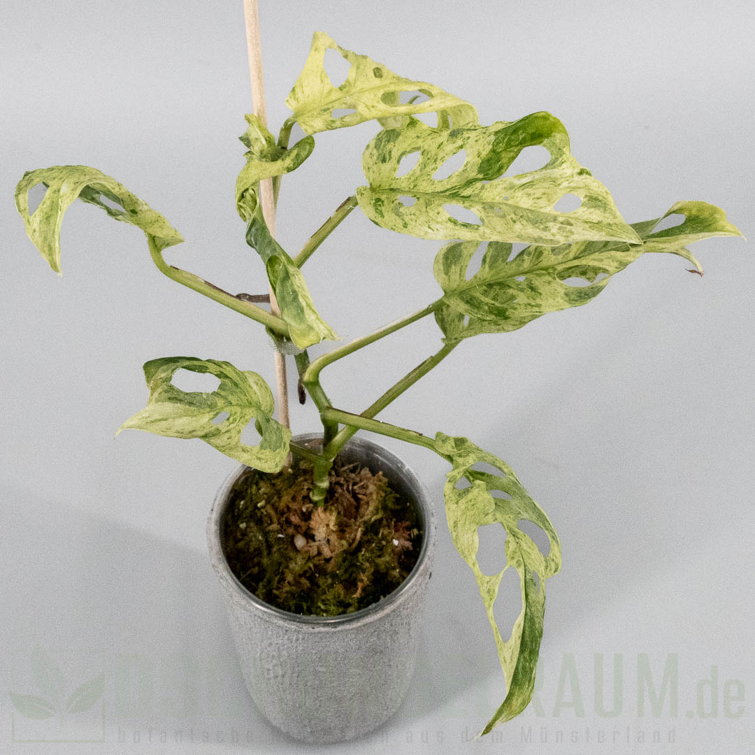 Monstera acuminata aff frozen