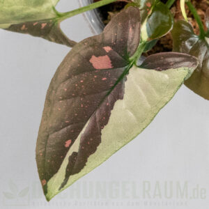 Syngonium tricolor Chocolate