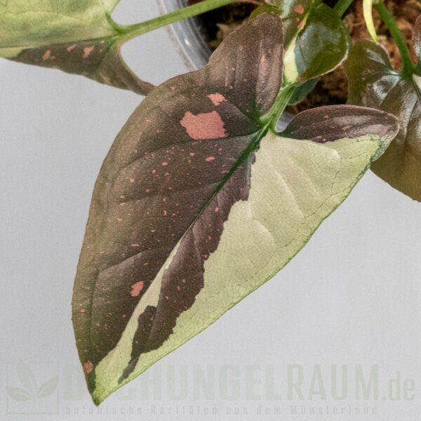 Syngonium tricolor Chocolate