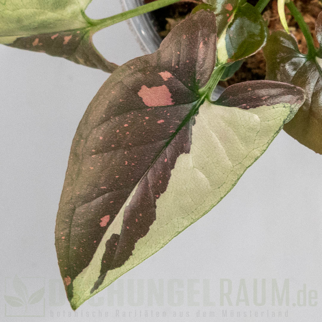 Syngonium tricolor Chocolate
