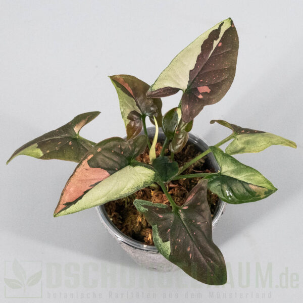 Syngonium tricolor Chocolate