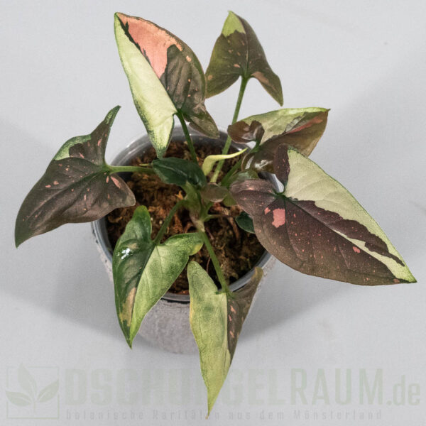 Syngonium tricolor Chocolate