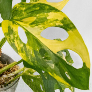 Monstera adansonii aurea