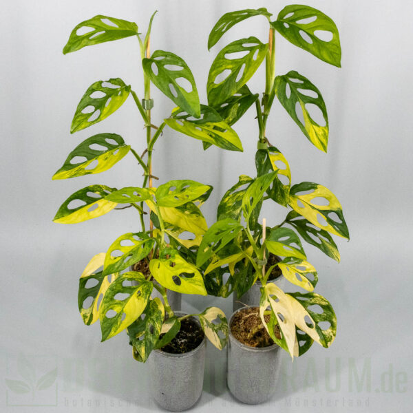 Monstera adansonii aurea