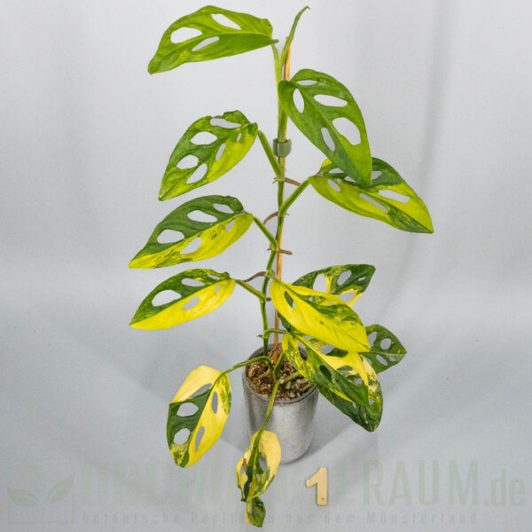 Monstera adansonii aurea
