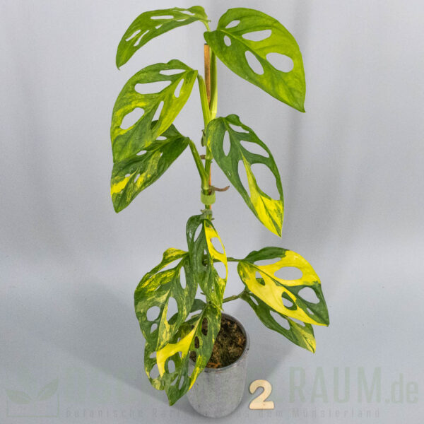 Monstera adansonii aurea