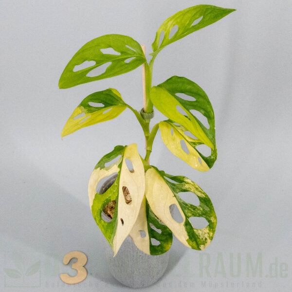 Monstera adansonii aurea